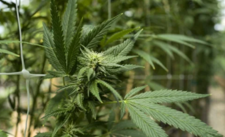 Buy Weed Online in BC: Fast Shipping and Fresh Local Cannabis Strains